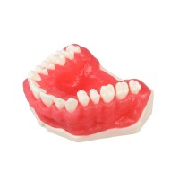 E25  – модель верхней челюсти для хирургической практики | GF Dental (Италия) 