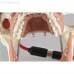 Модель челюсти для практики проведения местной анестезии | Dentalstore (Италия)