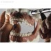 Модель челюсти для практики проведения местной анестезии | Dentalstore (Италия)