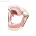 Модель челюсти для практики проведения местной анестезии | Dentalstore (Италия)