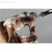 Модель челюсти для практики проведения местной анестезии | Dentalstore (Италия)