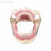 Модель челюсти для практики проведения местной анестезии | Dentalstore (Италия)