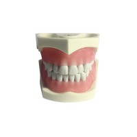 E03N – модель верхней и нижней челюсти для практики | GF Dental (Италия)