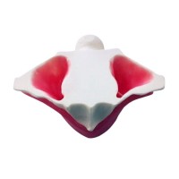 E20P – модель верхней челюсти для практики синус-лифтинга | GF Dental (Италия) 