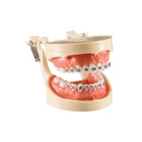 ORTHODONTIC A - фантомная челюсть, демонстрационная модель с брекетами | Hanil (Ю. Корея)