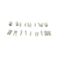 EK5T – комплект из 20 сменных детских зубов для фантомной челюсти | GF Dental (Италия)