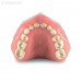 Модель детских верхней и нижней челюсти со сменным прикусом | Dentalstore (Италия)