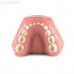 Модель детских верхней и нижней челюсти со сменным прикусом | Dentalstore (Италия)