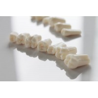 Запасные зубы к фантомной челюсти, 28 шт. | Foshan Jingle Medical Equipment (Китай)