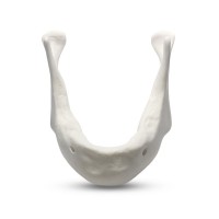 E81L – модель нижней челюсти для практики установки имплантатов | GF Dental (Италия) 