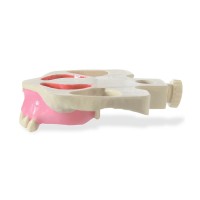 Модель верхней челюсти для проведения синус-лифтинга, с десной | Dentalstore (Италия)