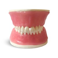 E38  – модель верхней и нижней челюсти с объемной десной для практики | GF Dental (Италия) 