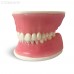 E38  – модель верхней и нижней челюсти с объемной десной для практики | GF Dental (Италия) 