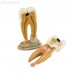 TOOTH MODEL R-TYPE - разборная модель зуба | Hanil (Ю. Корея)