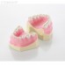EK1 – модель верхней и нижней детской челюсти для практики | GF Dental (Италия) 