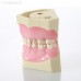 EK1 – модель верхней и нижней детской челюсти для практики | GF Dental (Италия) 
