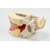 JG-Y3 - фантомная челюсть | Foshan Jingle Medical Equipment (Китай)