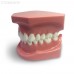 ORB01 – ортодонтическая модель с брекетами и твердой десной, 1 класс | GF Dental (Италия) 