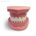 ORB01 – ортодонтическая модель с брекетами и твердой десной, 1 класс | GF Dental (Италия) 