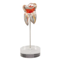 TOOTH MODEL O-TYPE - прозрачная модель зуба | Hanil (Ю. Корея)