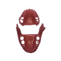 E15G – сменные десны для фантомной челюсти, эластичные, розовые | GF Dental (Италия) 