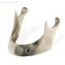 Модель кости нижней челюсти для проведения имплантации | Dentalstore (Италия)