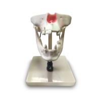 E50 – модель верхней и нижней челюсти для практики синус-лифтинга | GF Dental (Италия) 
