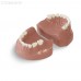 EK3 – модель верхней и нижней детской челюсти для практики | GF Dental (Италия)