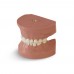 EK3 – модель верхней и нижней детской челюсти для практики | GF Dental (Италия)