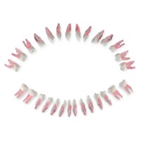 Комплект из 28 зубов для модели DS0980 | Dentalstore (Италия)
